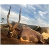 Image 1 : Eastern Cape, South Africa - 2 People for 7 Hunting Days for Blesbok, Zebra, Impala, and Wildebeest