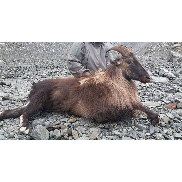 New Zealand - 1 Hunter for 5-day Hunt for Bull Tahr and Buck Chamois