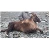 Image 1 : New Zealand - 1 Hunter for 5-day Hunt for Bull Tahr and Buck Chamois
