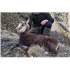 Image 2 : New Zealand - 1 Hunter for 5-day Hunt for Bull Tahr and Buck Chamois