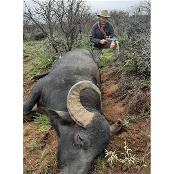 Argentina - 2 Hunters for 5-Day Hunt for Water Buffalo and Patagonia Ram or Wild