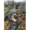 Image 1 : Argentina - 2 Hunters for 5-Day Hunt for Water Buffalo and Patagonia Ram or Wild