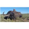 Image 2 : Argentina - 2 Hunters for 5-Day Hunt for Water Buffalo and Patagonia Ram or Wild