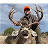 Image 1 : Colorado, USA - 1 Hunter for 5-Day Mule Deer and Black Bear Rifle or Archery Hunt