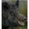 Image 2 : Argentina - 2 Hunters for 1-Day Fishing and 4-Day Hunting Trip