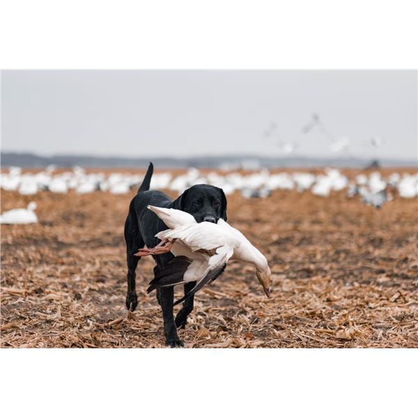 Missouri, USA - 2 Hunters for 1-Day Spring Snow Goose Hunt