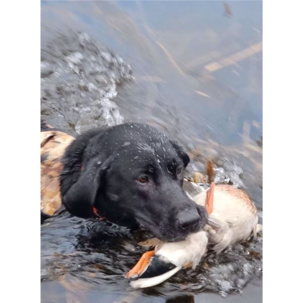 Missouri, USA - 2 Hunters for 1-Day Fall Duck and Goose Hunt