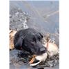 Image 1 : Missouri, USA - 2 Hunters for 1-Day Fall Duck and Goose Hunt