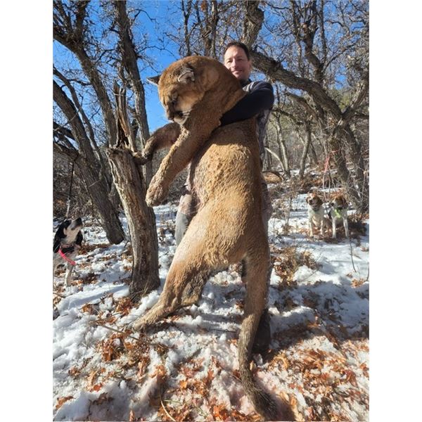 Colorado, USA - 1 Hunter for 5-Day Rifle Mountain Lion Hunt plus $1000 Taxidermy Credit
