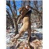 Image 1 : Colorado, USA - 1 Hunter for 5-Day Rifle Mountain Lion Hunt plus $1000 Taxidermy Credit