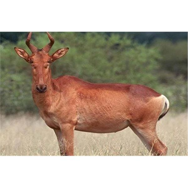 Tanzania, Africa - 1 Hunter for 7-Day Safari w/Trophy fees for 5 animals & $1000 Taxidermy credit