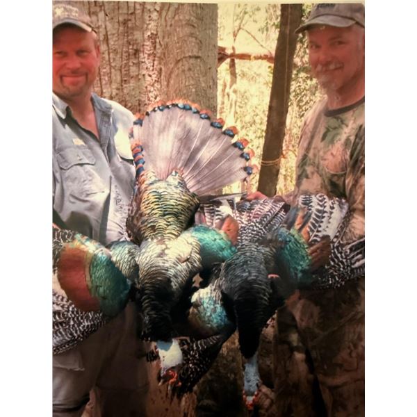 Campeche, Mexico - 1 Hunter for 4-Day Ocellated Turkey and Brocket Deer Hunt