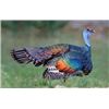 Image 4 : Campeche, Mexico - 1 Hunter for 4-Day Ocellated Turkey and Brocket Deer Hunt
