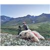 Image 1 : Alaska, USA - 1 Hunter for 8-Day Grizzley Bear Hunt