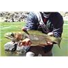 Image 4 : Fly Fishing for 2 w/ Eagle Nest Fly Shack (Eagle Nest, NM)