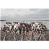 Image 4 : Waterfowl Hunt for 4 w/ Prairie Bomb Outfitters (Texas Panhandle)
