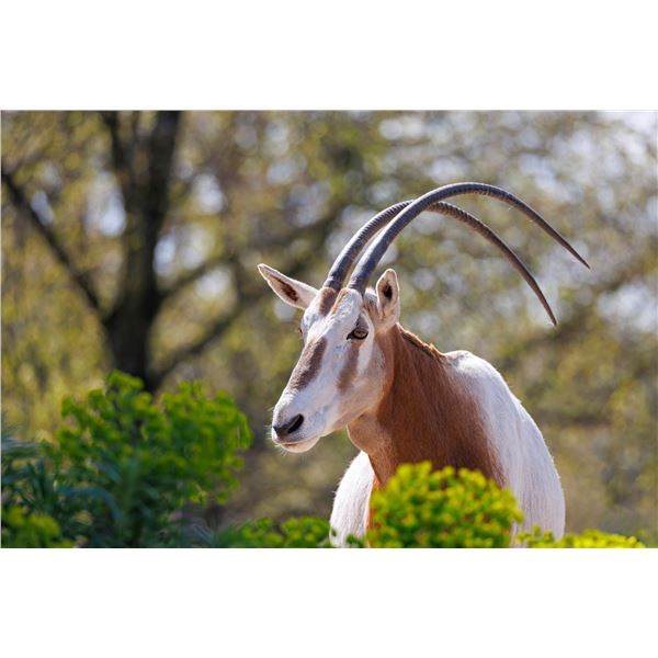 Scimitar-Horned Oryx Hunt for 2 w/ Lone Star Outdoor News (Aspermont, TX)