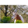 Image 1 : Scimitar-Horned Oryx Hunt for 2 w/ Lone Star Outdoor News (Aspermont, TX)