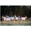 Image 2 : Scimitar-Horned Oryx Hunt for 2 w/ Lone Star Outdoor News (Aspermont, TX)
