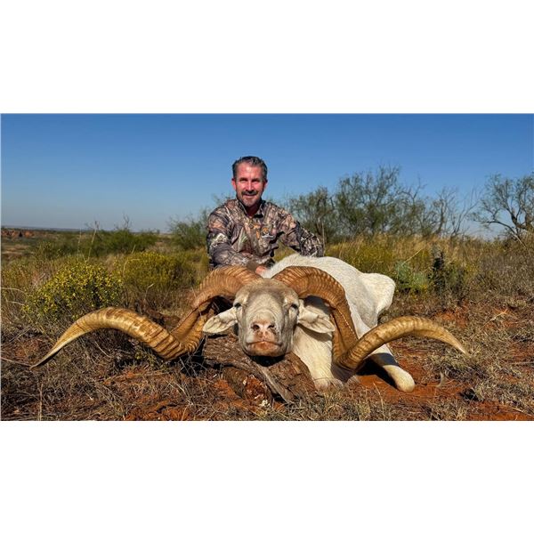 Texas Dall Ram Hunt for 3 w/ Plaska Lodge (Lakeview, TX)