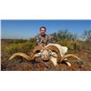 Image 1 : Texas Dall Ram Hunt for 3 w/ Plaska Lodge (Lakeview, TX)