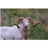 Image 2 : Texas Dall Ram Hunt for 3 w/ Plaska Lodge (Lakeview, TX)