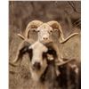 Image 3 : Texas Dall Ram Hunt for 3 w/ Plaska Lodge (Lakeview, TX)