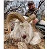 Image 4 : Texas Dall Ram Hunt for 3 w/ Plaska Lodge (Lakeview, TX)