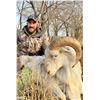 Image 5 : Texas Dall Ram Hunt for 3 w/ Plaska Lodge (Lakeview, TX)