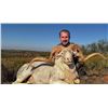 Image 6 : Texas Dall Ram Hunt for 3 w/ Plaska Lodge (Lakeview, TX)