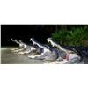 Image 4 : American Alligator Hunt for 2 w/ God’s Country Outfitters (San Mateo, FL)