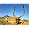Image 3 : 10-Day Plains Game Safari for 2 w/ HartzView Hunting Safaris