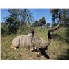 Image 4 : 10-Day Plains Game Safari for 2 w/ HartzView Hunting Safaris