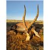 Image 6 : 10-Day Plains Game Safari for 2 w/ HartzView Hunting Safaris