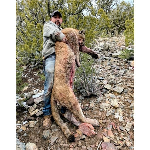 5-Day, Mountain Lion Hunt w/ Hounds for 2 w/ Bulldog Mesa Outdoors