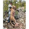 Image 1 : 5-Day, Mountain Lion Hunt w/ Hounds for 2 w/ Bulldog Mesa Outdoors