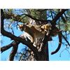 Image 3 : 5-Day, Mountain Lion Hunt w/ Hounds for 2 w/ Bulldog Mesa Outdoors