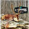 Image 4 : 2026 Mathews ARC™ + 2.5-day, Hunt (Whitetail or Axis) for 1 w/ A-7 Outfitters (Del Rio, TX)