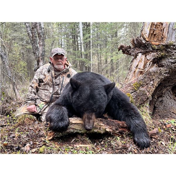 6-Day, Spring Black Bear Hunt for 1 w/ Rogue Ventures, LTD (Alberta, CA)