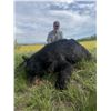 Image 3 : 6-Day, Spring Black Bear Hunt for 1 w/ Rogue Ventures, LTD (Alberta, CA)