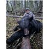 Image 4 : 6-Day, Spring Black Bear Hunt for 1 w/ Rogue Ventures, LTD (Alberta, CA)