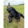 Image 5 : 6-Day, Spring Black Bear Hunt for 1 w/ Rogue Ventures, LTD (Alberta, CA)