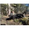 Image 7 : 6-Day, Spring Black Bear Hunt for 1 w/ Rogue Ventures, LTD (Alberta, CA)