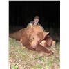 Image 9 : 6-Day, Spring Black Bear Hunt for 1 w/ Rogue Ventures, LTD (Alberta, CA)