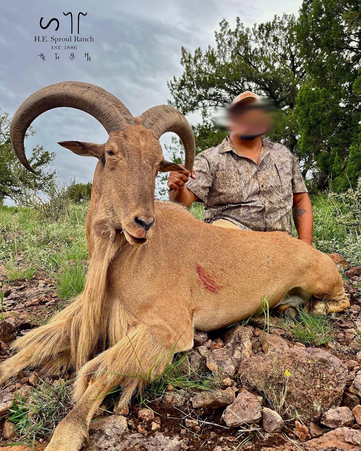 Sproul Ranch Hunting 3.5-Day, Aoudad Rut Hunt for 1 w/ H.E. Sproul Ranch (Fort Davis, TX)