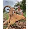Image 1 : 3.5-Day, Aoudad Rut Hunt for 1 w/ H.E. Sproul Ranch (Fort Davis, TX)