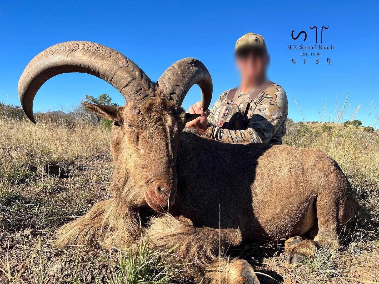 Sproul Ranch Hunting 3.5-Day, Aoudad Rut Hunt for 1 w/ H.E. Sproul Ranch (Fort Davis, TX)