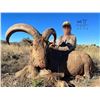 Image 2 : 3.5-Day, Aoudad Rut Hunt for 1 w/ H.E. Sproul Ranch (Fort Davis, TX)