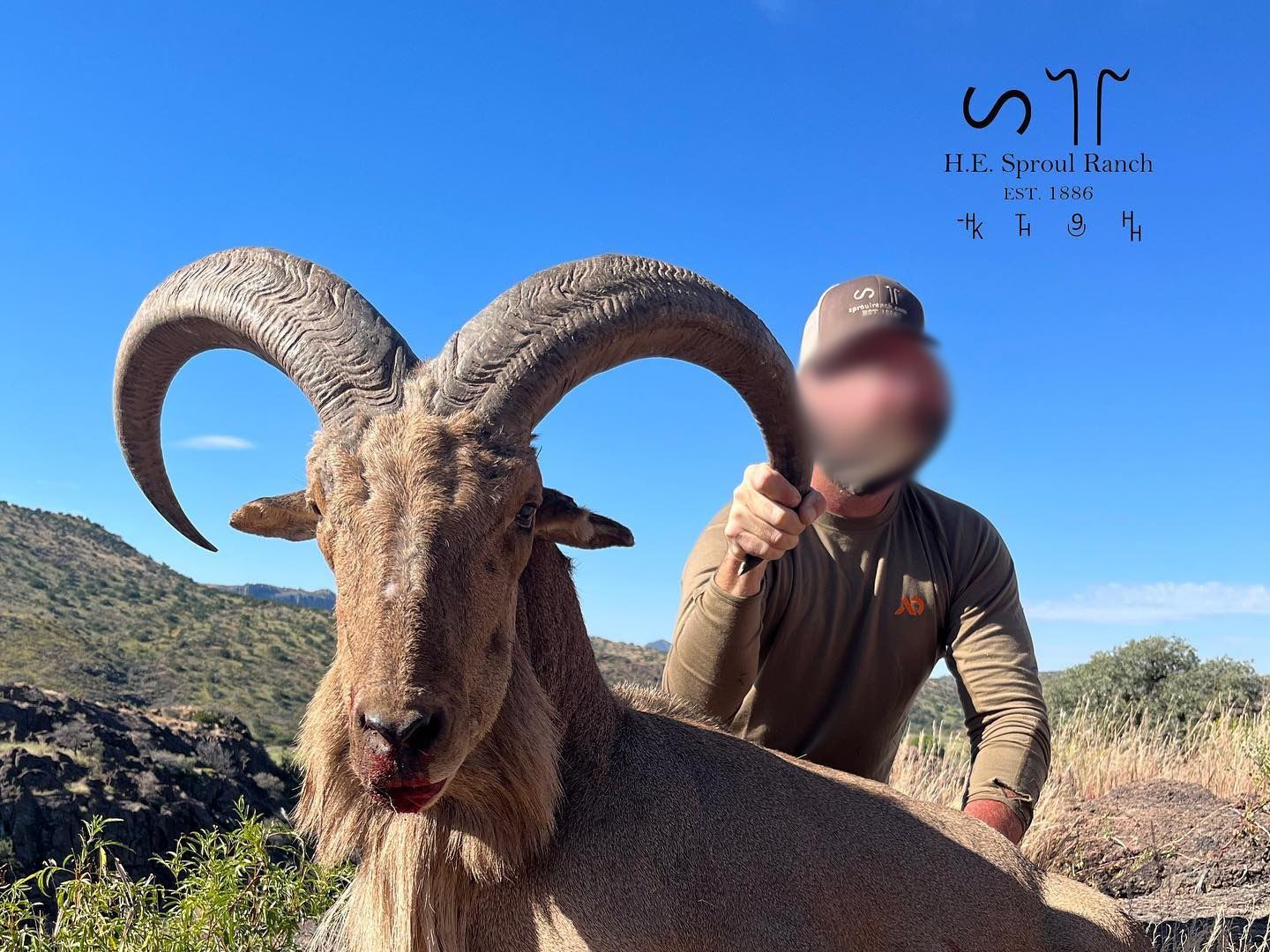 Sproul Ranch Hunting 3.5-Day, Aoudad Rut Hunt for 1 w/ H.E. Sproul Ranch (Fort Davis, TX)