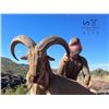 Image 3 : 3.5-Day, Aoudad Rut Hunt for 1 w/ H.E. Sproul Ranch (Fort Davis, TX)